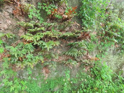 Drynaria roosii, photographed by chiuluan
