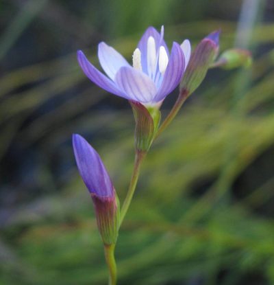 Geissorhiza ramosa, photographed by douglaseustonbrown