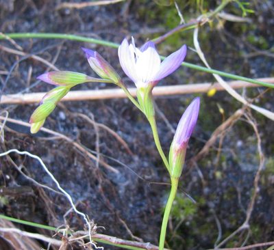 Geissorhiza ramosa, photographed by douglaseustonbrown