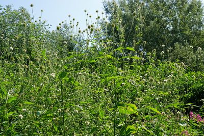 Dipsacus pilosus, photographed by Patrick Hacker