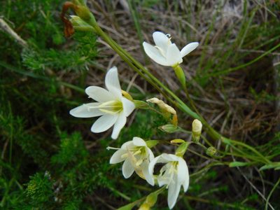 Geissorhiza inconspicua, photographed by Di Turner