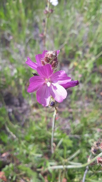 Sidalcea neomexicana, photographed by rdclark86