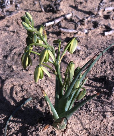 Albuca paradoxa, photographed by Tony Rebelo