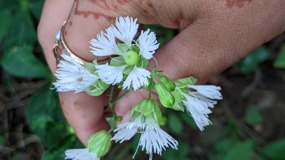 Silene stellata, photographed by My-Lan Le
