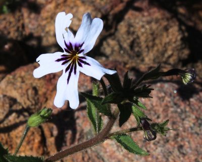 Jamesbrittenia racemosa, photographed by Tony Rebelo