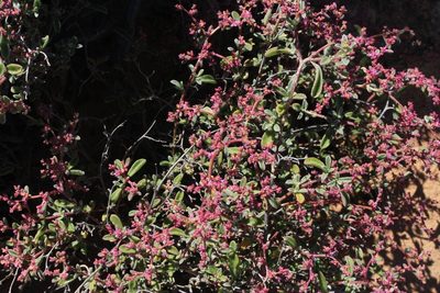 Aizoon sarcophyllum, photographed by Tony Rebelo