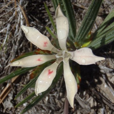 Babiana tubulosa, photographed by Nicola van Berkel
