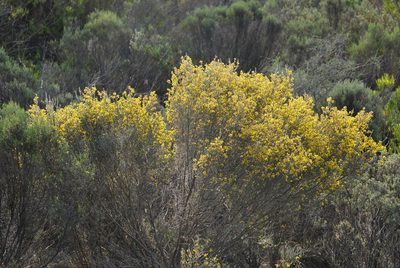 Aspalathus leucophylla, photographed by Charles Stirton