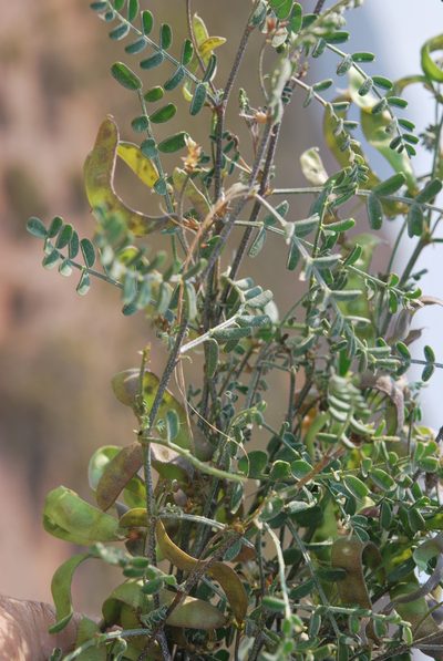 Lessertia falciformis, photographed by Charles Stirton