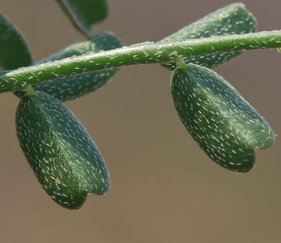 Lessertia falciformis, photographed by Charles Stirton