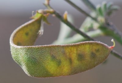 Lessertia falciformis, photographed by Charles Stirton