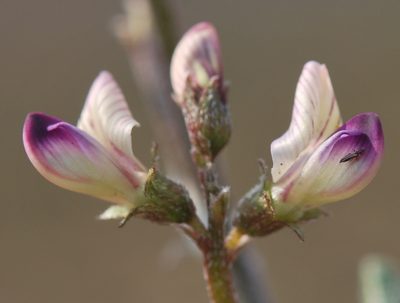 Lessertia falciformis, photographed by Charles Stirton