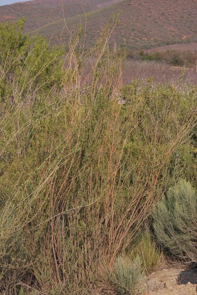 Psoralea rubicunda, photographed by Charles Stirton