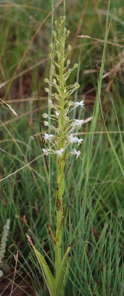 Habenaria afra, photographed by Andrew Hankey