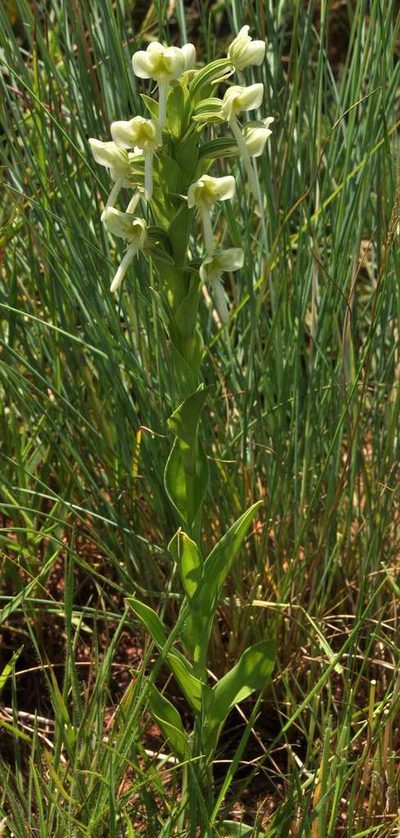 Habenaria epipactidea, photographed by Andrew Hankey