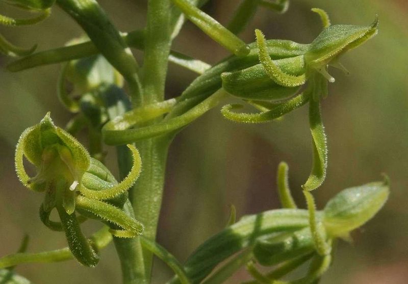 Habenaria mossii, photographed by Andrew Hankey