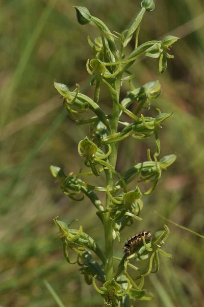 Habenaria mossii, photographed by Andrew Hankey