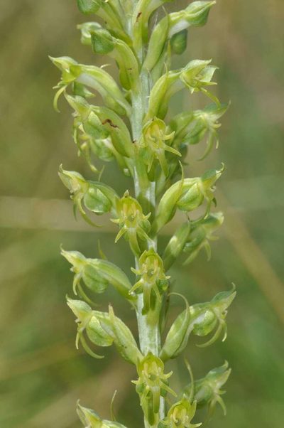 Habenaria dregeana, photographed by Andrew Hankey