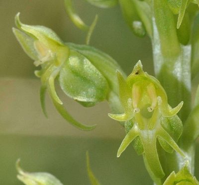 Habenaria dregeana, photographed by Andrew Hankey