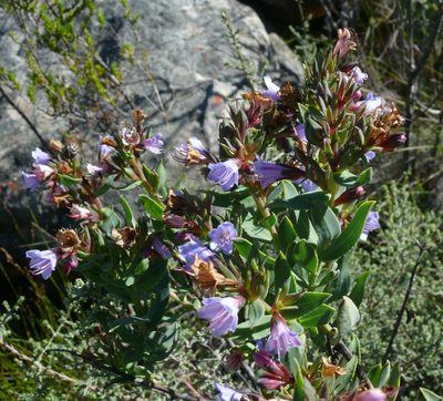 Lobostemon laevigatus, photographed by Tony Rebelo