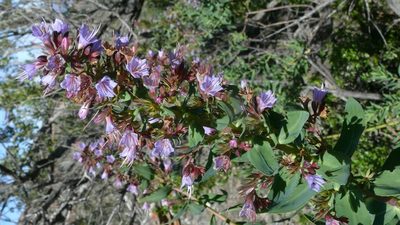 Lobostemon laevigatus, photographed by Tony Rebelo