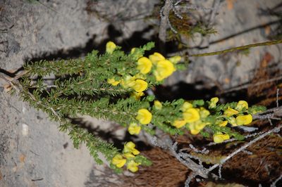 Aspalathus citrina, photographed by Charles Stirton