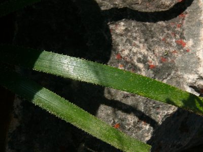 Trachyandra revoluta, photographed by Tony Rebelo