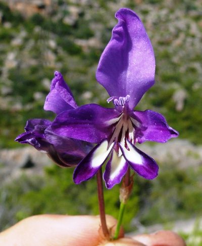 Sparaxis metelerkampiae, photographed by Tony Rebelo