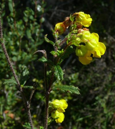 Hermannia aspera, photographed by Tony Rebelo