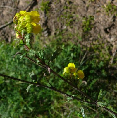 Hermannia aspera, photographed by Tony Rebelo