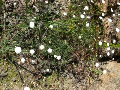 Cotula nudicaulis, photographed by Tony Rebelo