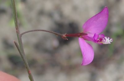 Polygala refracta, photographed by Nicola van Berkel