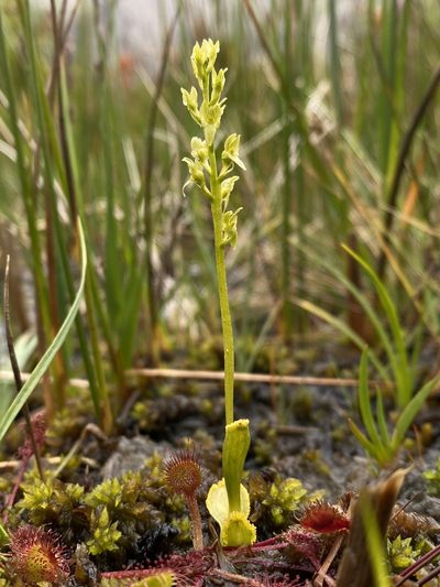 Hammarbya paludosa, photographed by Terry Instone
