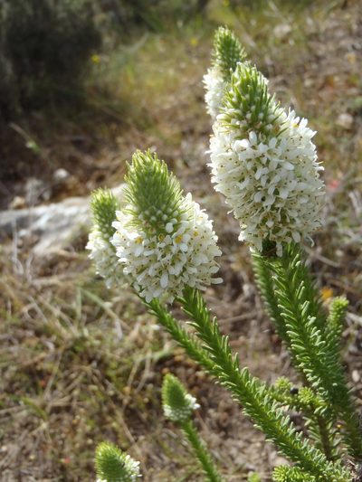 Selago aspera, photographed by Nicola van Berkel