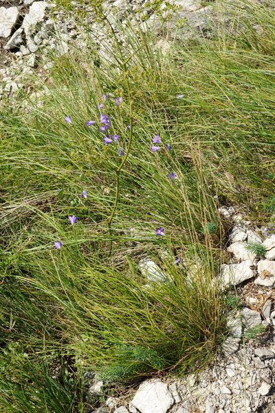 Campanula moravica, photographed by Patrick Hacker