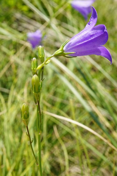 Campanula moravica, photographed by Patrick Hacker