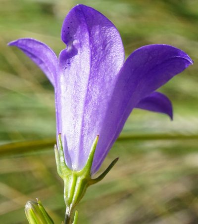 Campanula moravica, photographed by Patrick Hacker