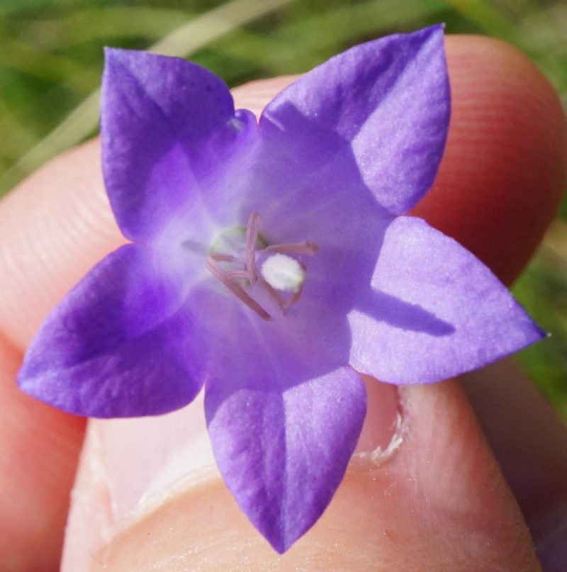 Campanula moravica, photographed by Patrick Hacker