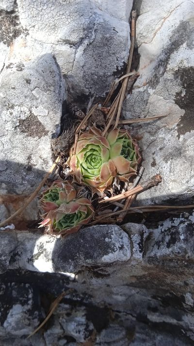 Sempervivum heuffelii, photographed by Lazar Popović