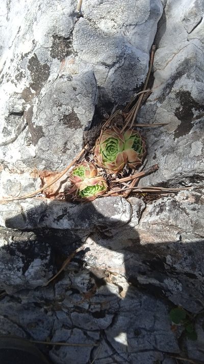 Sempervivum heuffelii, photographed by Lazar Popović
