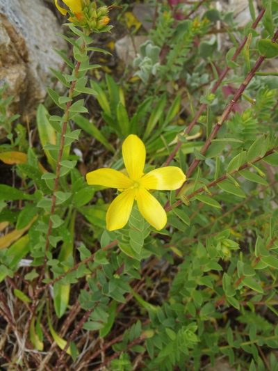 Linum aethiopicum, photographed by Nicola van Berkel