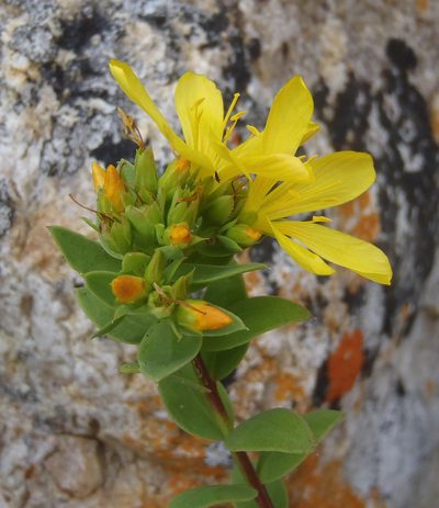 Linum aethiopicum, photographed by Nicola van Berkel