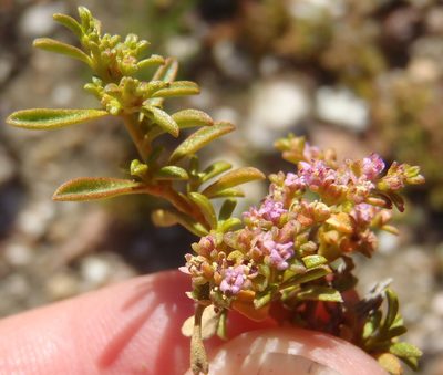 Aizoon portulacaceum, photographed by Nicola van Berkel