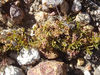 Aizoon portulacaceum, photographed by Nicola van Berkel