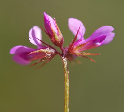 Indigofera gracilis, photographed by Charles Stirton