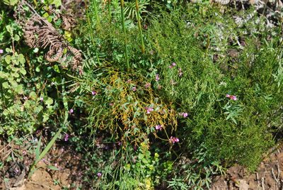 Indigofera gracilis, photographed by Charles Stirton