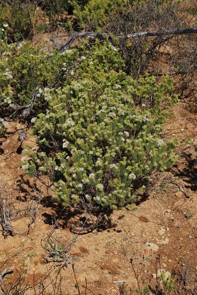 Agathosma hispida, photographed by Charles Stirton