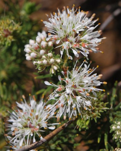 Agathosma hispida, photographed by Charles Stirton