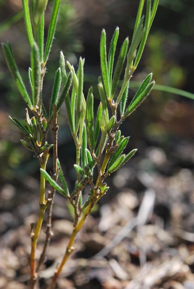 Argyrolobium angustissimum, photographed by Charles Stirton
