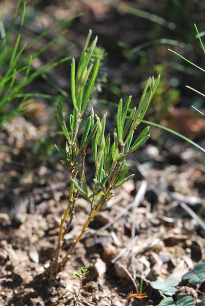 Argyrolobium angustissimum, photographed by Charles Stirton